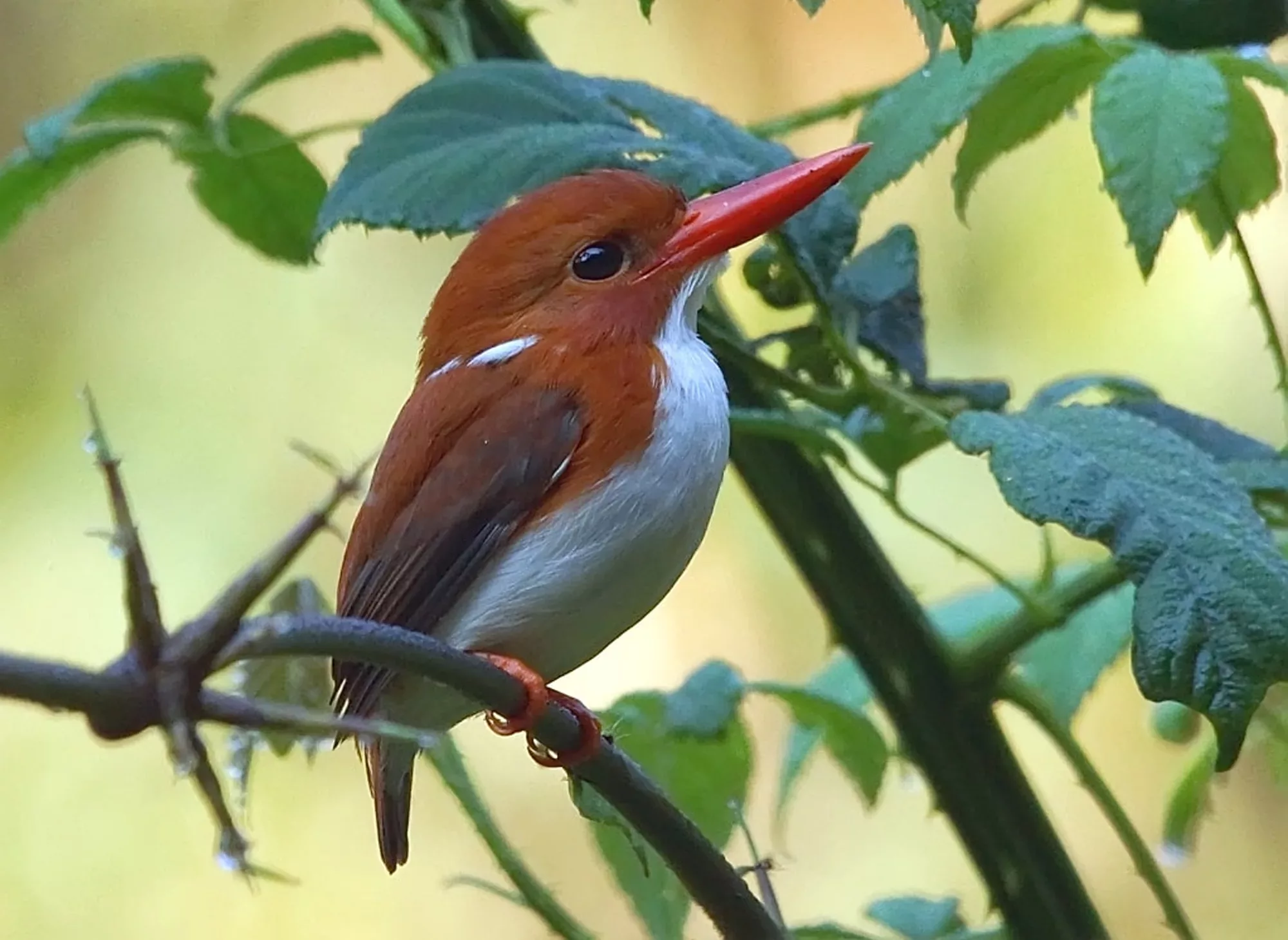 biodiversite extraordinaire animal pensant AFD