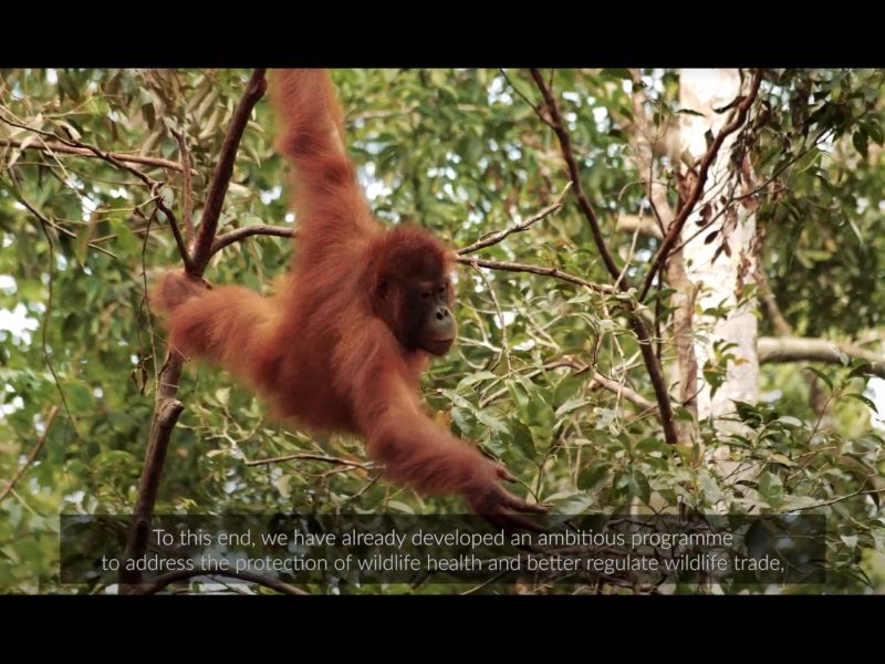 oie-video-2020-web-animal-pensant-08