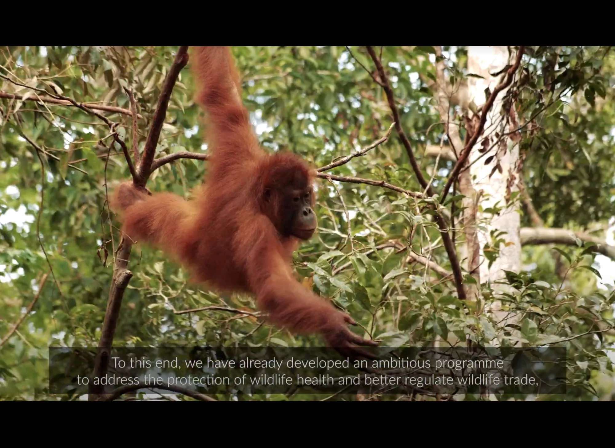 oie-video-2020-web-animal-pensant-08