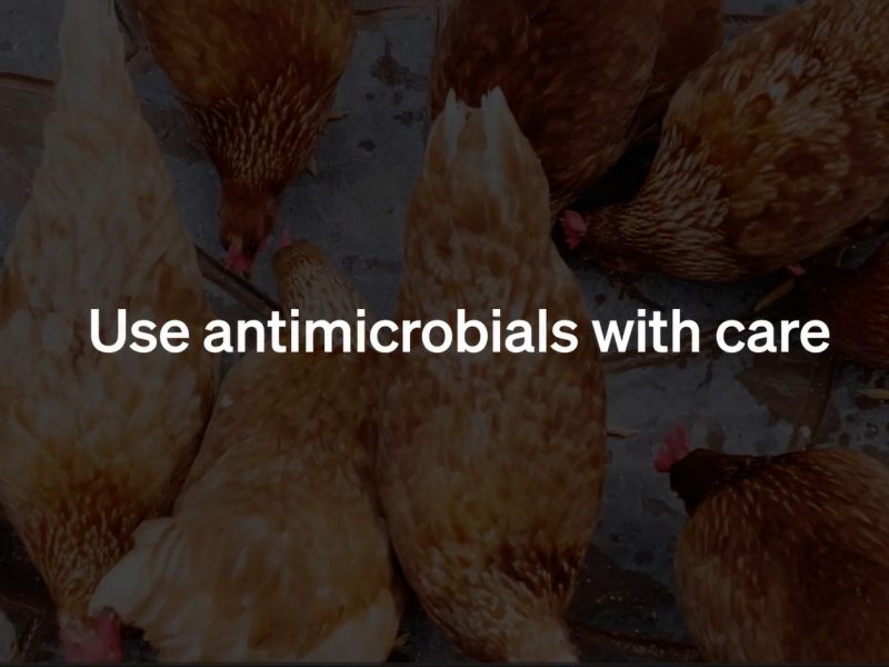 Dispositif sensibilisation antibiorésistance par Animal pensant
