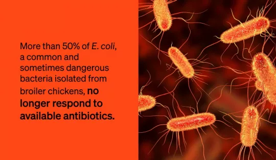 Antibiorésistance dispositif de sensibilisation Animal pensant