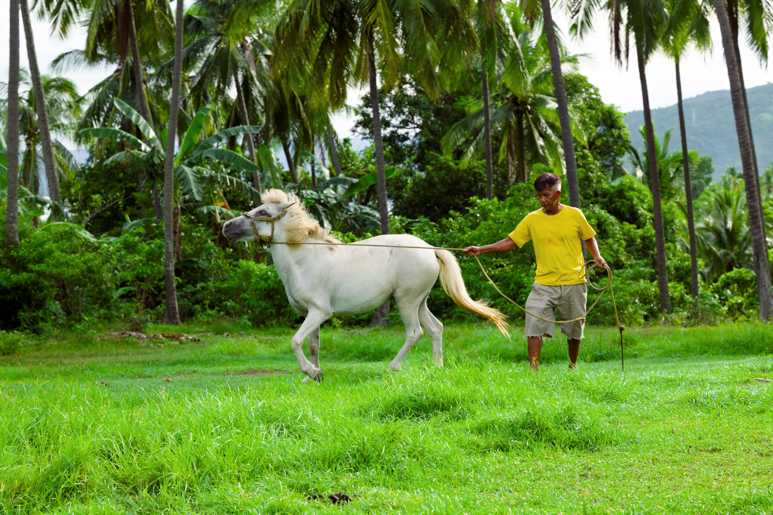 Philippines-WOAH-Animal-pensant-416