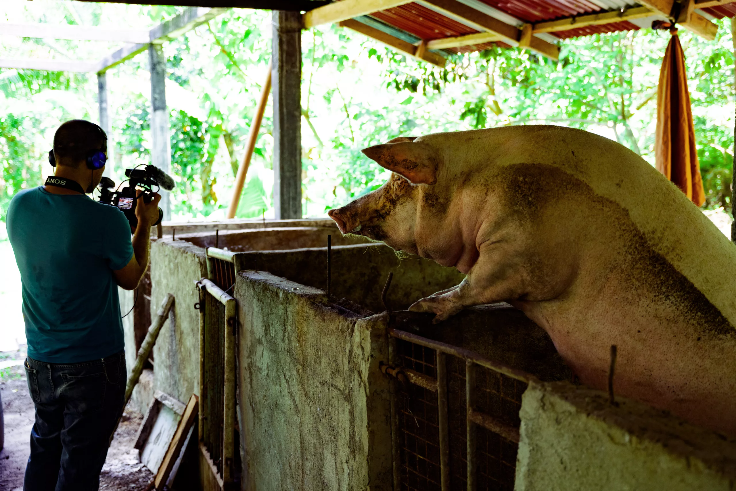 BTS-Ph-WOAH-Animal-pensant-1020595