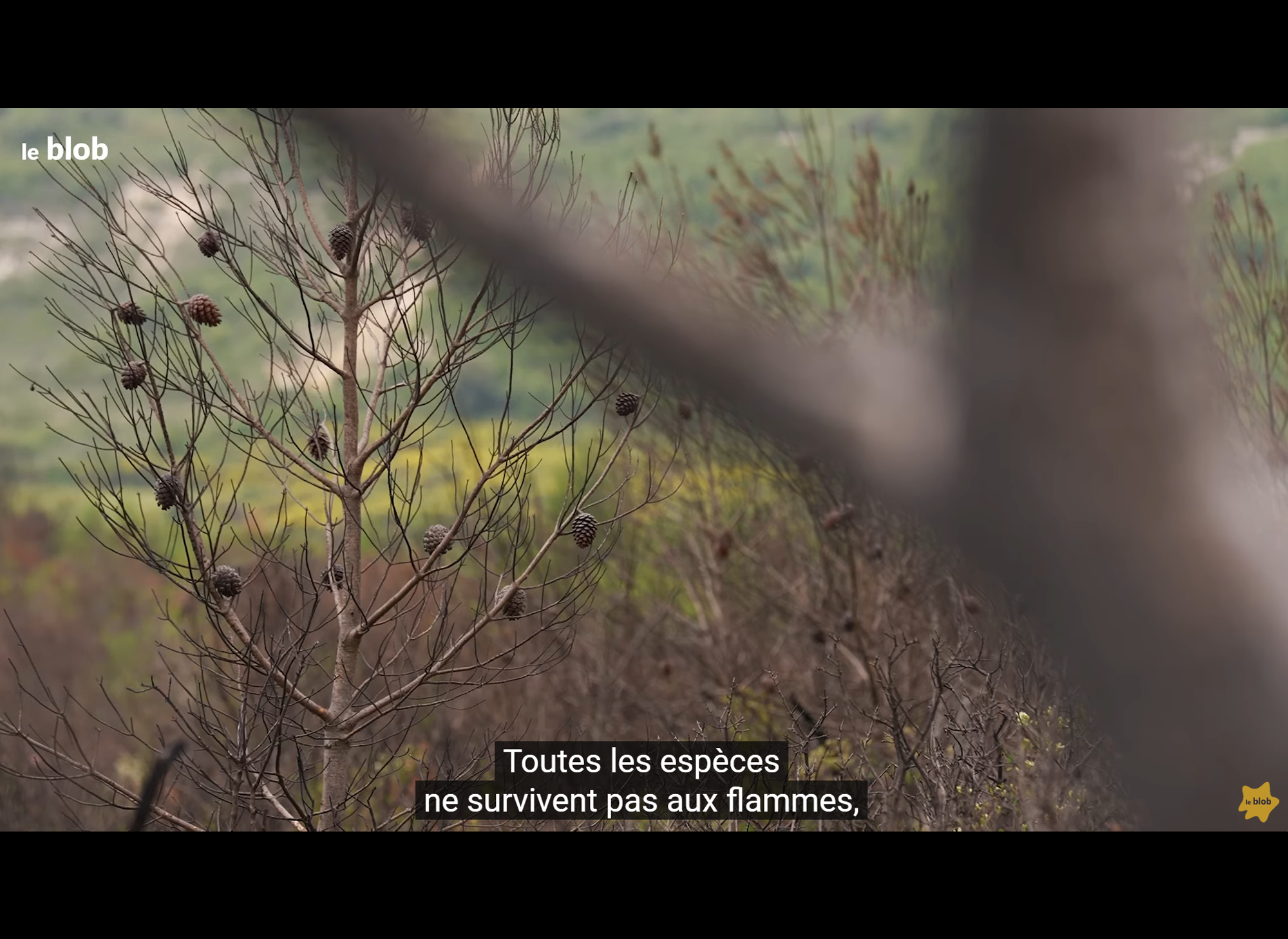 Feux de froêts – 1