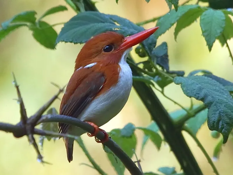 biodiversite extraordinaire animal pensant AFD