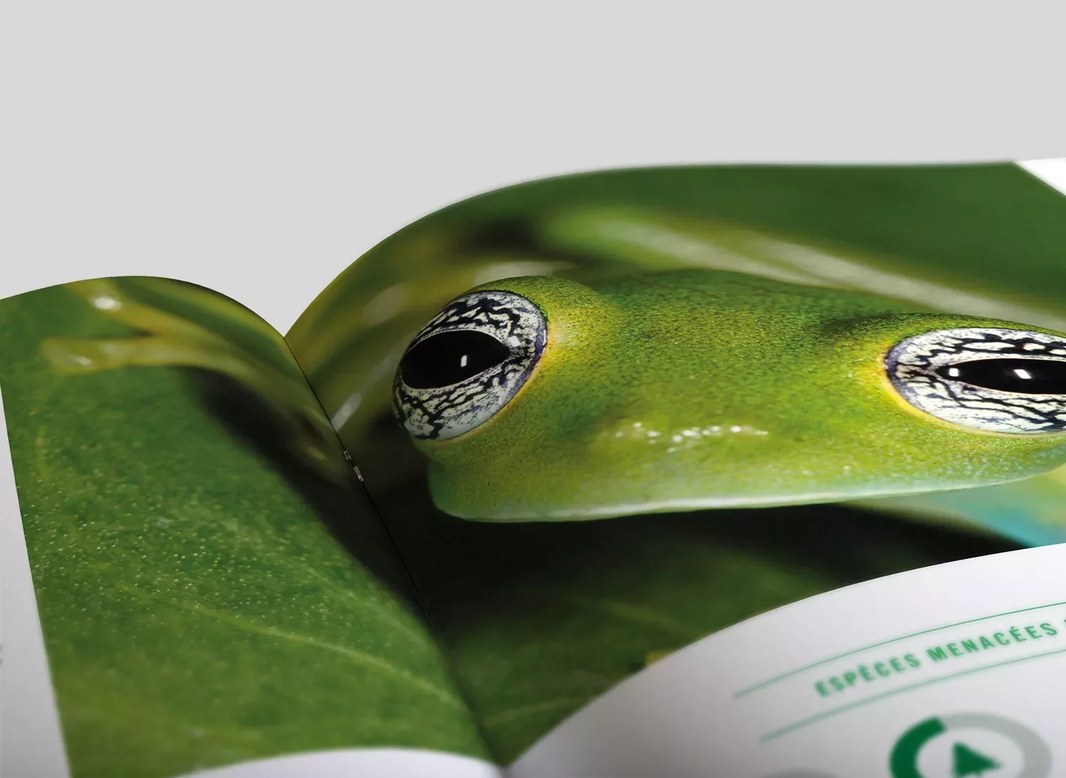 brochure-id4d-odd-animal-pensant-afd-1