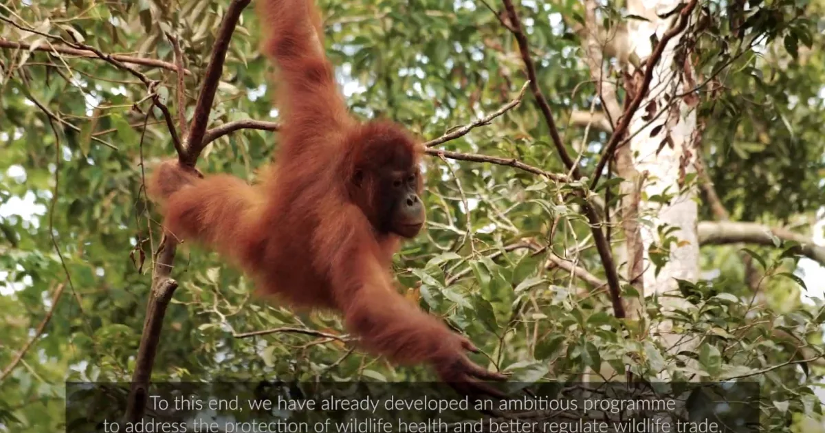 oie-video-2020-web-animal-pensant-08