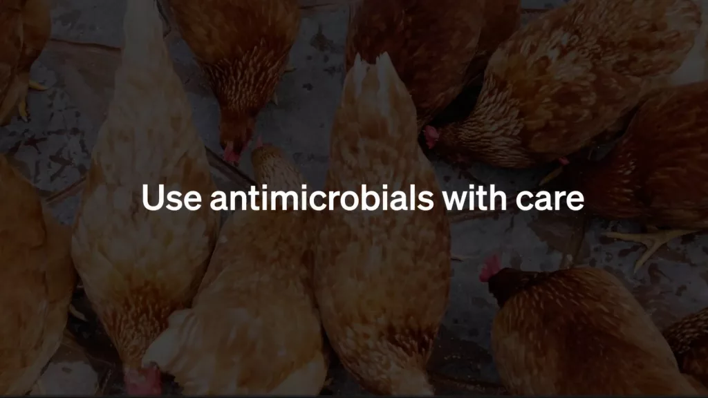 Dispositif sensibilisation antibiorésistance par Animal pensant