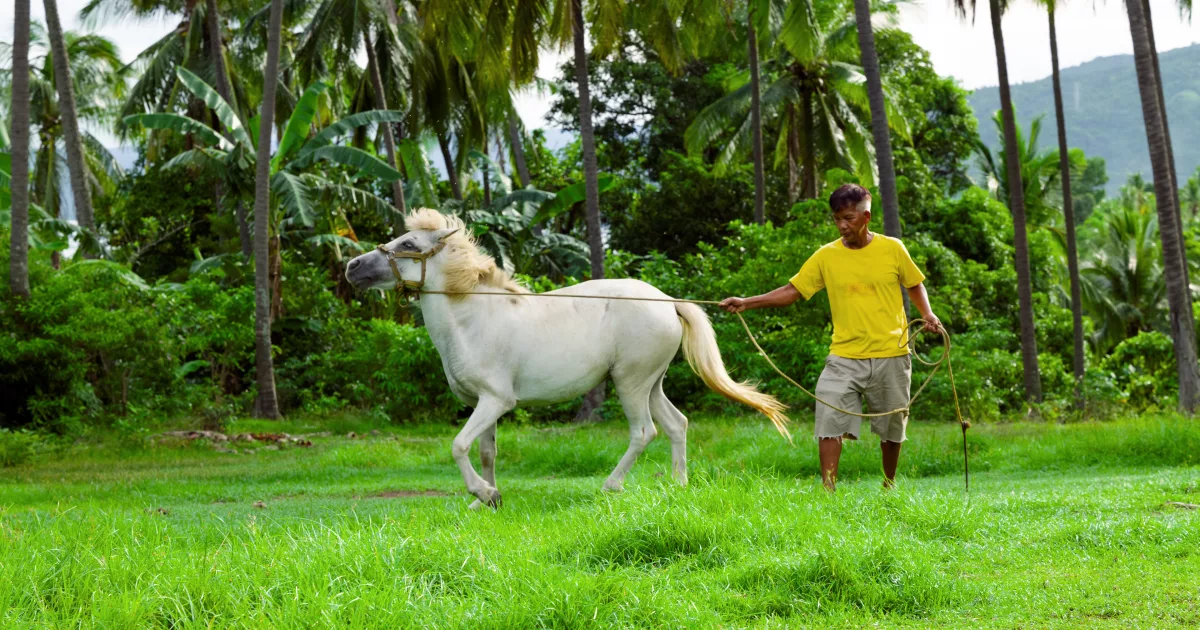 Philippines-WOAH-Animal-pensant-416