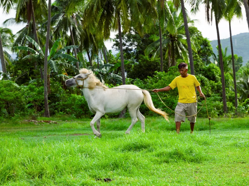 Philippines-WOAH-Animal-pensant-416