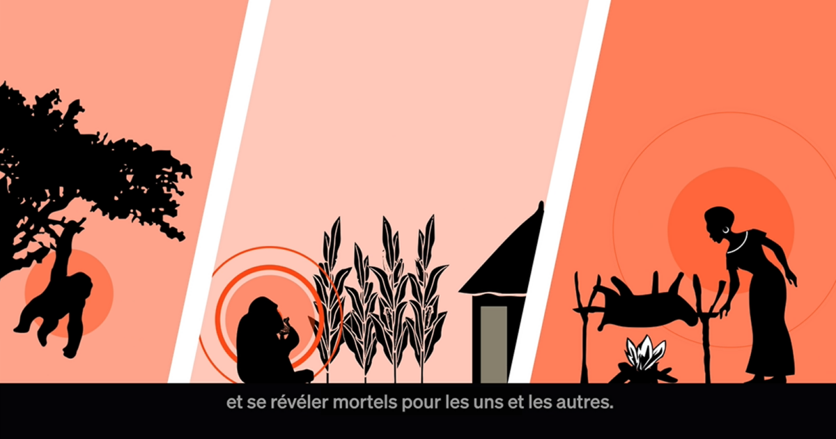 Motion design EBO-SURSY – Animal Pensant