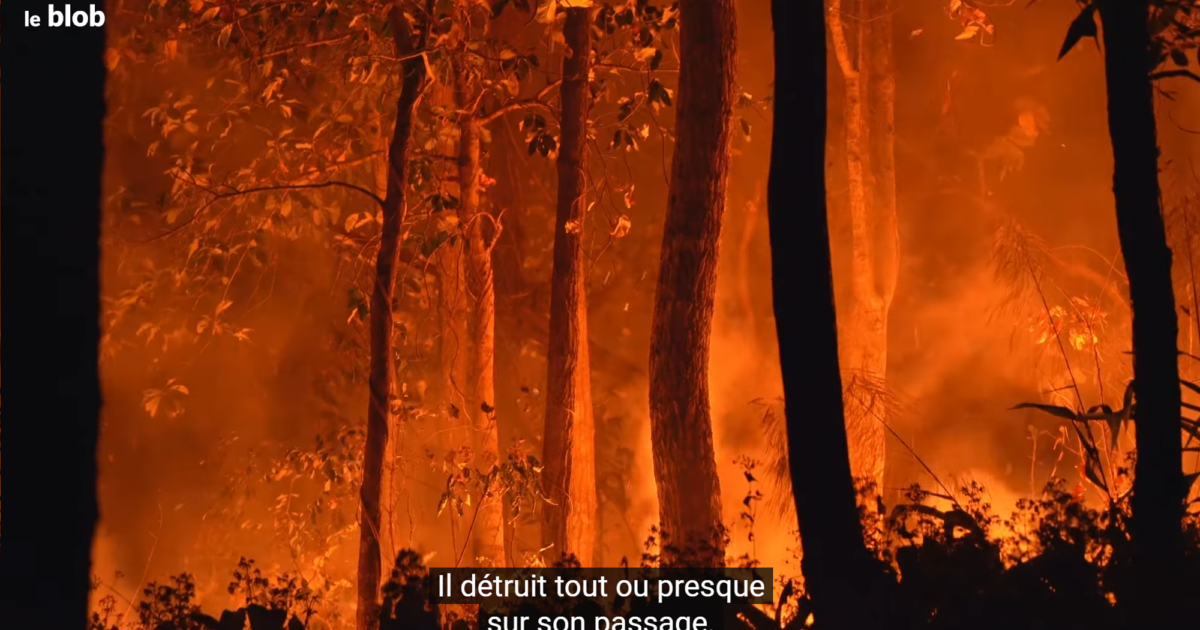 Feux de forêts – 2