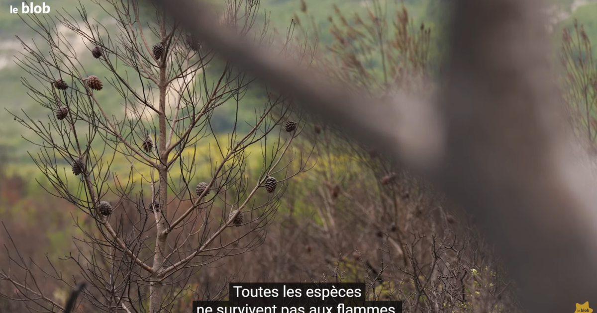 Feux de froêts – 1