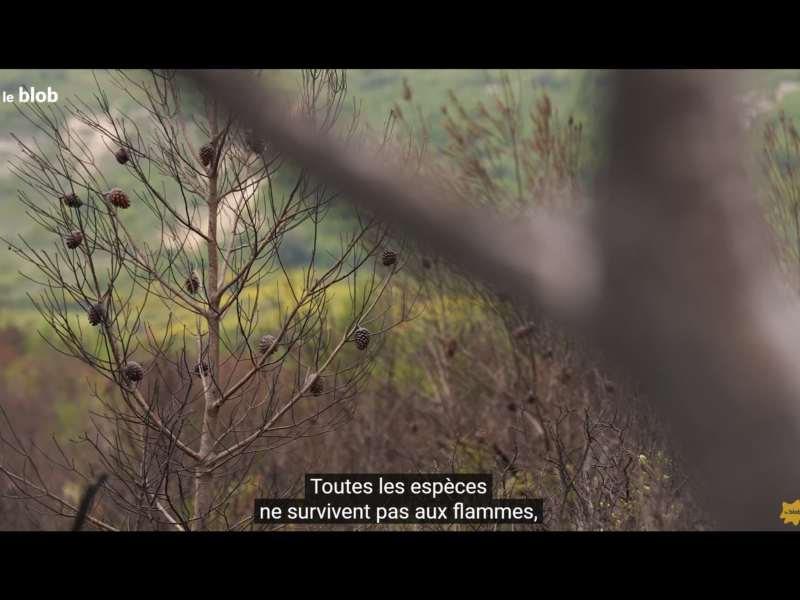 Feux de froêts – 1