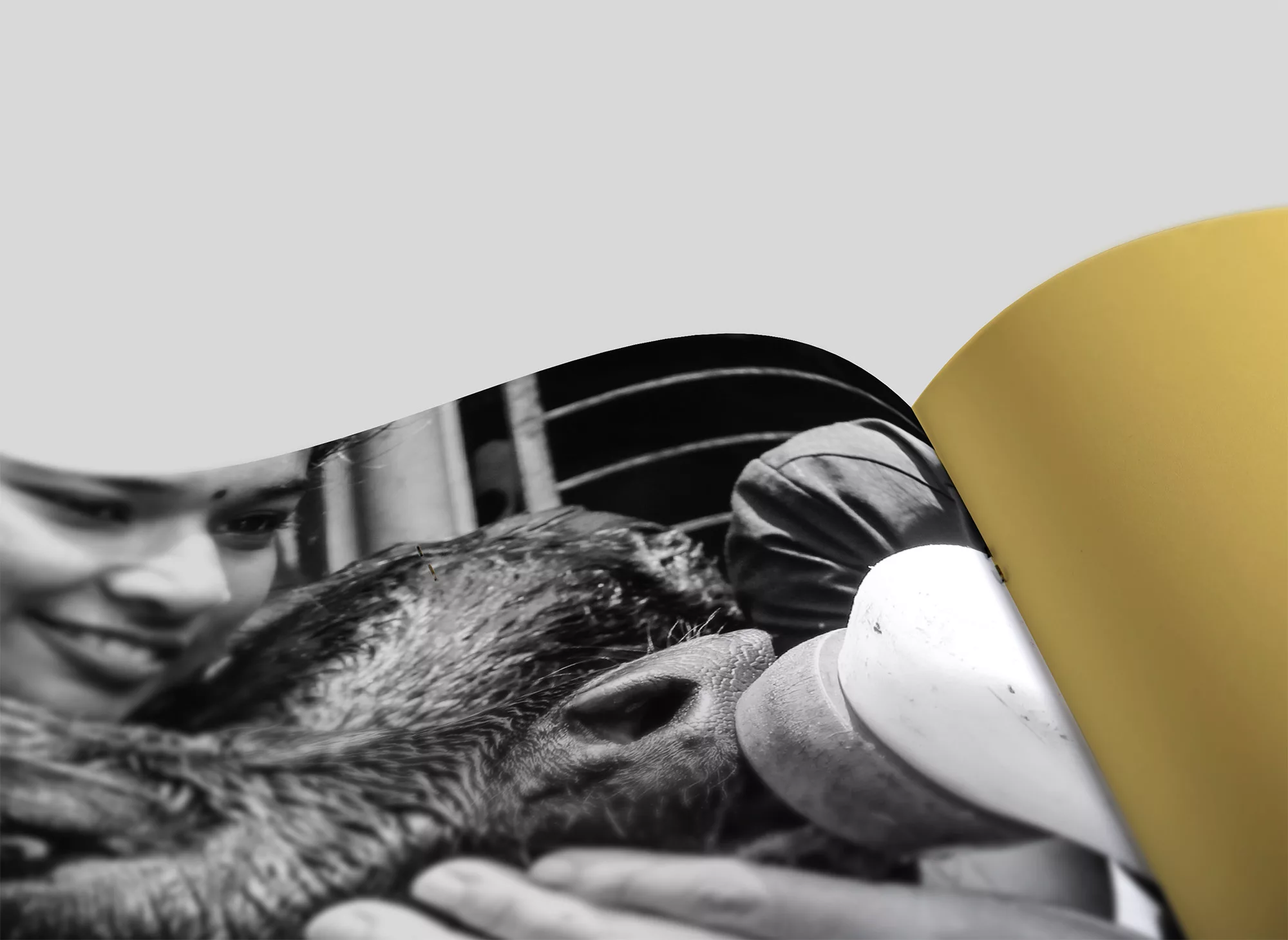 WOAH&rsquo;s 100 Anniversary Report close up