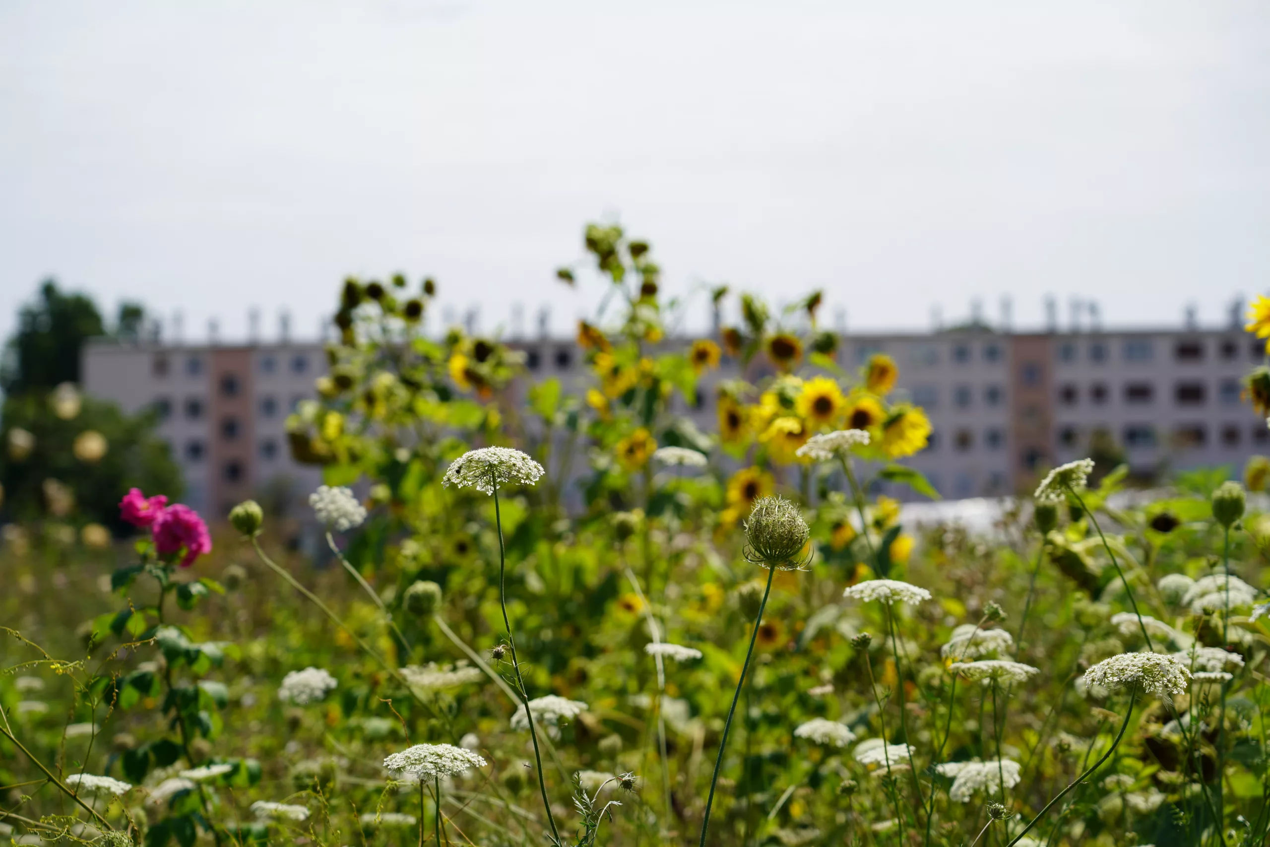Jardins ouverts Île-de-France